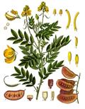 سنای اسکندریه - معرفی و خواص گیاهان دارویی
